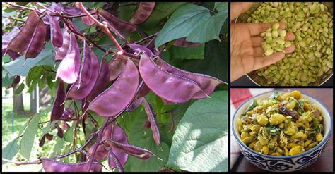 More Reasons To Eat Hyacinth Beans (Bataw) - Dr. Farrah MD