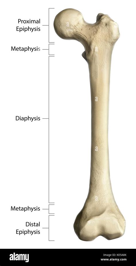 Gross anatomy of a long bone, using a femur with annotations Stock Photo - Alamy