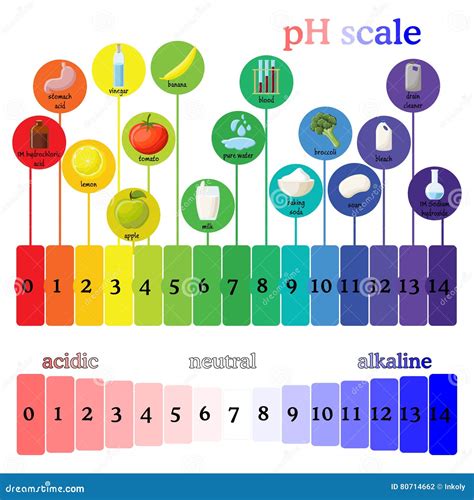 PH Scale. Litmus Paper Color Chart. Stock Vector - Illustration of base, blood: 80714662