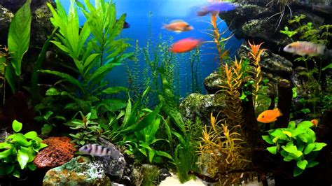 View Fish Aquarium Wallpaper PNG