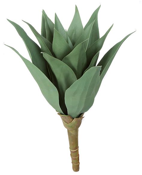 Earthflora > Desert Agave > Earthflora's 15 Inch Outdoor Agave Plant