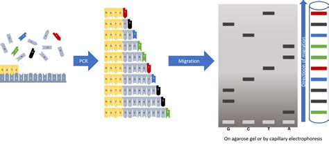 Sanger Sequencing - Biomnigene