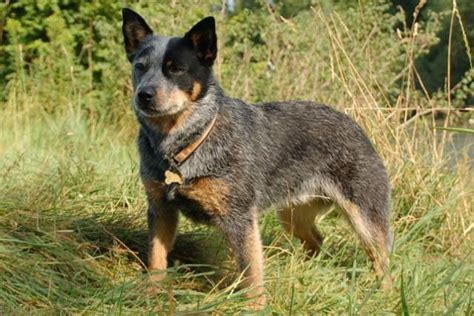 What You Need to Know about Training Blue Heeler Puppies > Puppy Toob