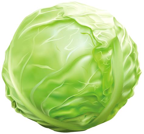 Cabbage clipart, Cabbage Transparent FREE for download on WebStockReview 2024