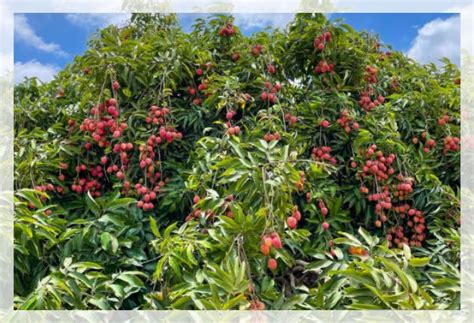 Growing Lychee Fruit - Al Ardh Alkhadra