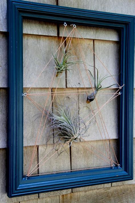 Living Wall Art with Airplants | HGTV