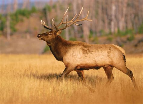 Elk | Description, Habitat, Reproduction, & Facts | Britannica