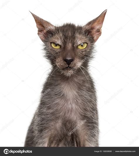 Lykoi cat, also called the Werewolf cat against white background Stock Photo by ©lifeonwhite ...