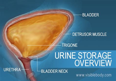 Urinary System | Learn Anatomy