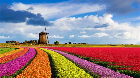 Wallpaper : nature, landscape, windmill, clouds, sky, red flowers, orange flowers, pink flowers ...