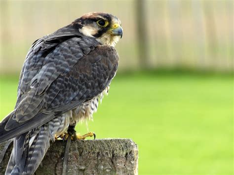 Lanner,falcon,bird,beak,predator - free image from needpix.com