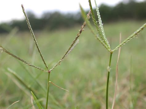 Bermuda Grass Seed Heads - Asking List