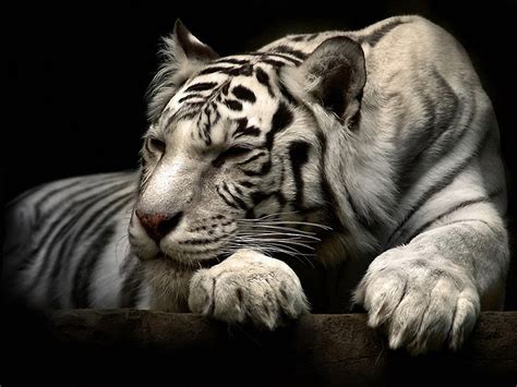 246 White Tiger HD Wallpapers | Background Images - Wallpaper Abyss