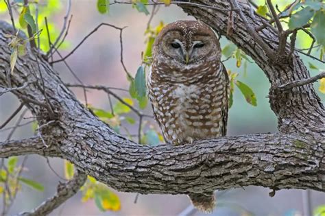 Mexican Spotted Owl: Why Is It Endangered?