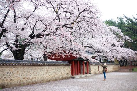 Gyeongju Cherry Blossom Festival | 경주 벚꽃축제 : TRIPPOSE