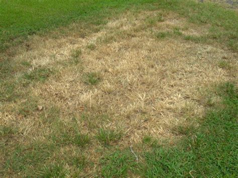 Brown Patch Fungus: College Station/Bryan Brown Patch Treatment & Prevention - Aggieland Green