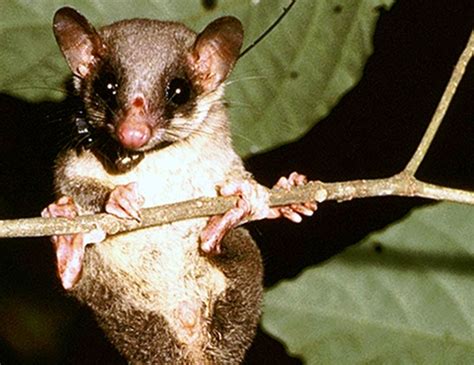 Pen-Tailed Tree Shrew – Bizarre Beasts