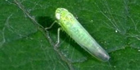 Pest: Leafhopper – Vermont Organic Farm | Cedar Circle Farm & Education Center