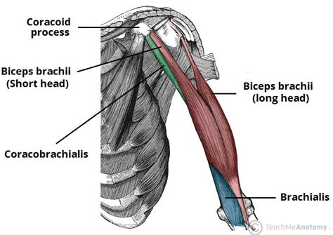 Muscles of the Upper Arm - Biceps - Triceps - TeachMeAnatomy