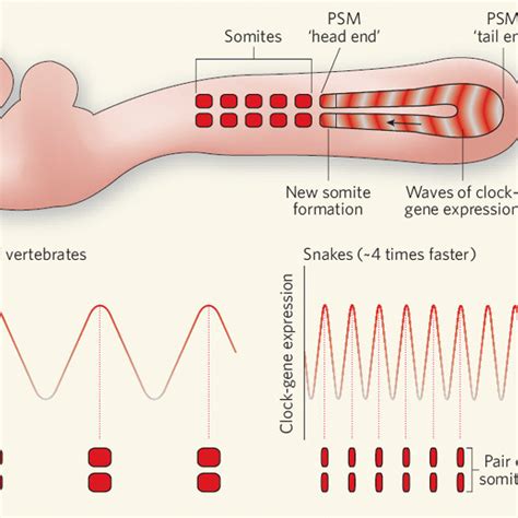 Speeding-up somitogenesis.a, Somites, the regular embryonic body... | Download Scientific Diagram