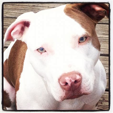 33 best images about red nose pitbulls on Pinterest | Beautiful dogs ...