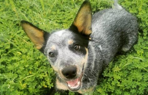 A List of the Best Blue Heeler Names for Your Australian Cattle Dog ...