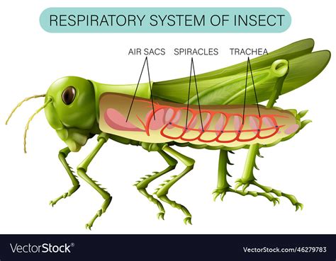 Respiratory system of insect diagram Royalty Free Vector