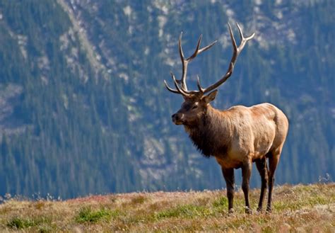 Rocky Mountain elk - Alchetron, The Free Social Encyclopedia