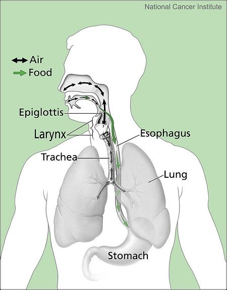 Trachea | Definition, Function & Structures - Video & Lesson Transcript | Study.com