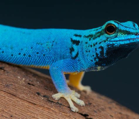 15 of the Most Colorful Reptiles in the World | That You Can Own as a – Zen Habitats