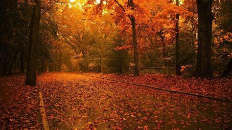 Autumn Tree Wallpapers - Wallpaper Cave