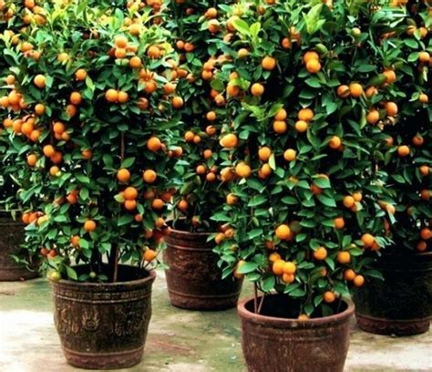 Jenis Tanaman Buah – Buahan Yang Dapat Ditanam di Pot Kecil - Garden Center