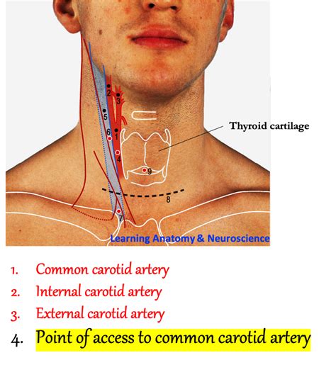 Anatomy Students The Pulse Of Common Carotid Artery Is, 53% OFF