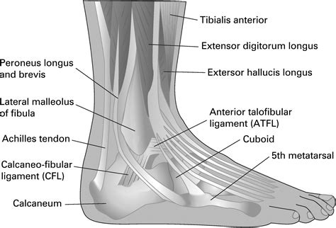 Soft tissue injury commissioned series: 6 Lower leg, ankle and foot -- Smith et al. 26 (3): 193 ...