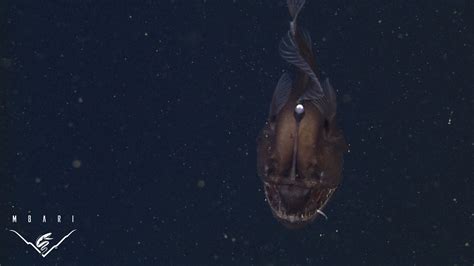 How Does Bioluminescence Help Anglerfish Survive In The Deep Ocean?