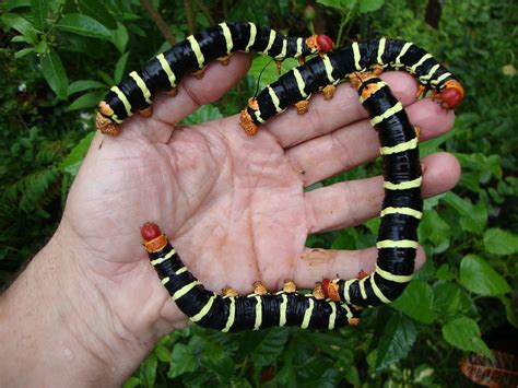 giant sphinx moth caterpillar | I admit that I did fatten up… | Flickr