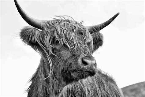 Cow Photography Black And White