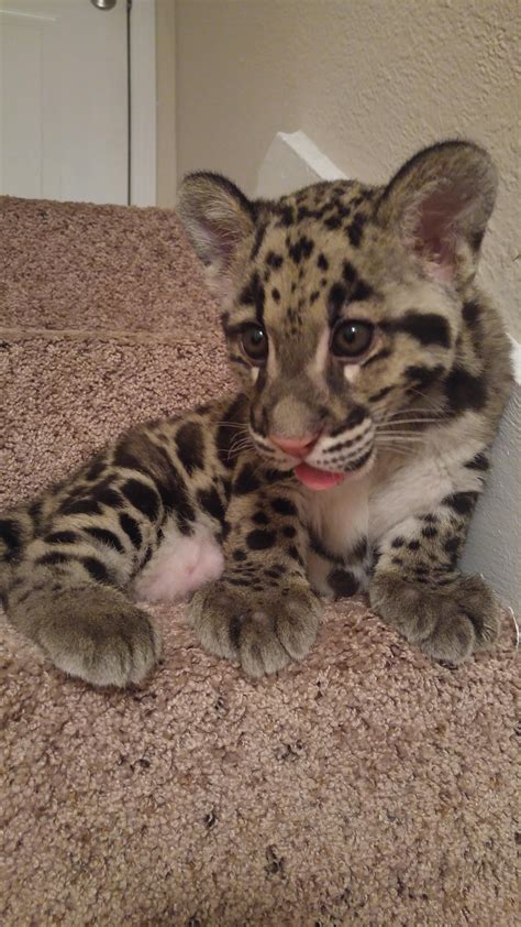 🔥 Clouded leopard with it's really long tail. : r/NatureIsFuckingLit