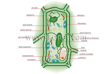 vegetable kingdom > plant cell image - Visual Dictionary