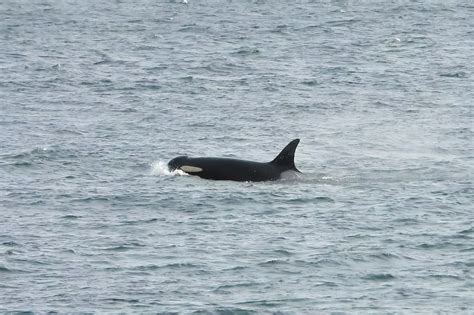 June 26, 2023: J Pod | San Juan Island, WA — Orca Conservancy