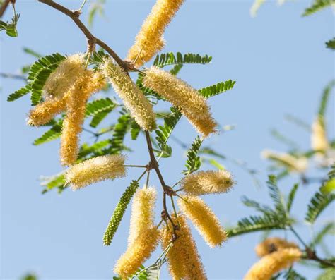 chilean mesquite tree root system - Raguel Braxton