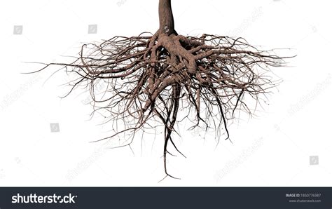 1,522,662 Roots Images, Stock Photos & Vectors | Shutterstock