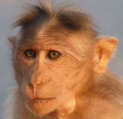 Monkeys too have hairstyles - 15 Pics | Curious, Funny Photos / Pictures