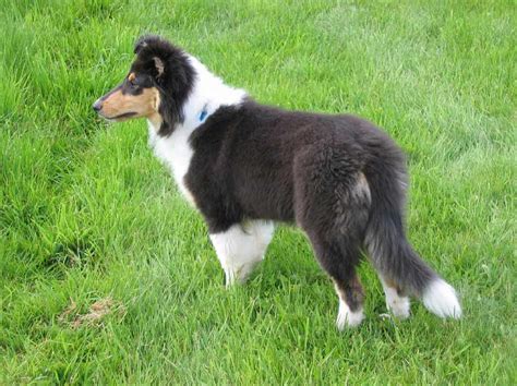 Scotch Collie Dog Breed » Information, Pictures, & More