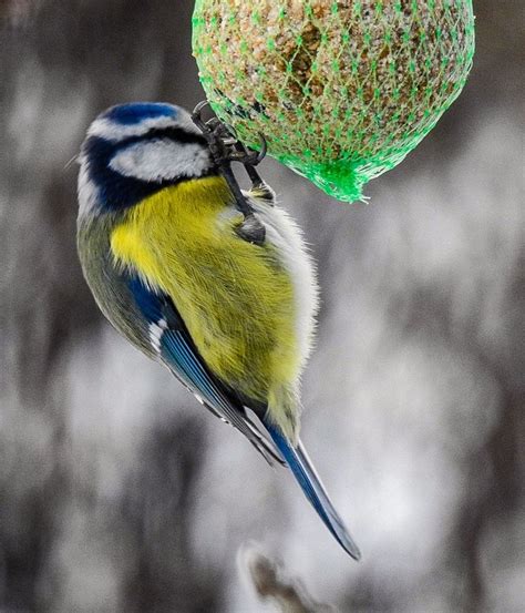 Birds of the Norwegian