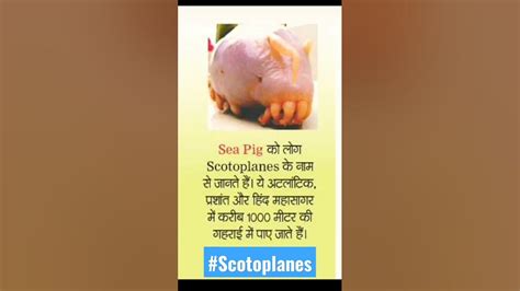 Scotoplanes/Sea pig#ocean Animals#company #Most amazing facts😱#trending ...