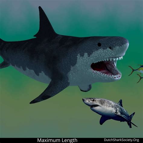 Megalodon Shark Vs Great White Shark