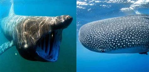 Basking Shark vs Whale Shark: Main Differences - Ocean Info