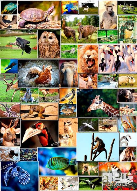 Animals Collage Pictures