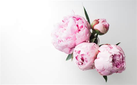 Peonies Wallpapers and Backgrounds 4K, HD, Dual Screen